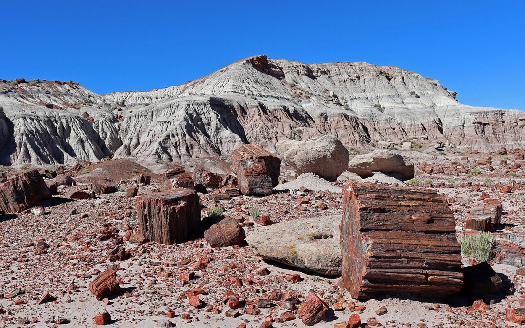 Petrified Forest National Park